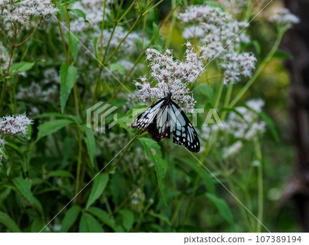遊蝶(蛺蝶)訪花 遊蝶(蛺蝶)訪花 107389194