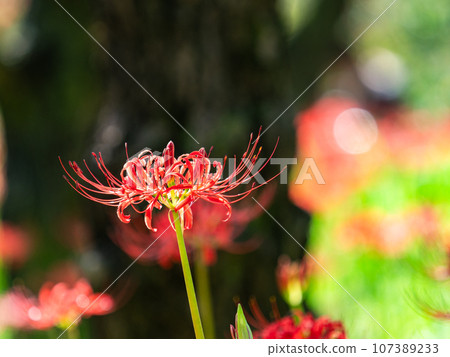 Beautiful cluster spider lilies blooming gorgeously, an autumn tradition Beautiful cluster spider lilies blooming gorgeously, an autumn tradition 107389233