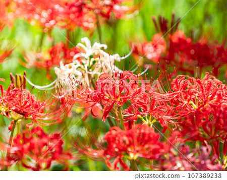 Beautiful cluster spider lilies blooming gorgeously, an autumn tradition Beautiful cluster spider lilies blooming gorgeously, an autumn tradition 107389238