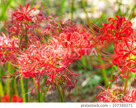 Beautiful cluster spider lilies blooming gorgeously, an autumn tradition 107389271