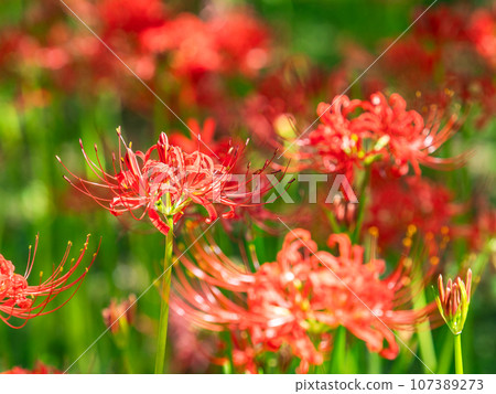 美麗的蜘蛛百合綻放華麗，秋天的傳統 107389273
