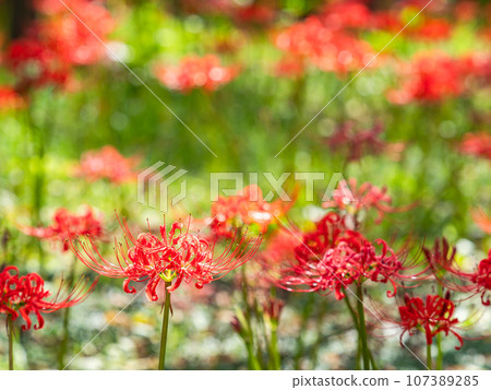Beautiful cluster spider lilies blooming gorgeously, an autumn tradition 107389285