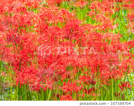 美麗的蜘蛛百合綻放華麗，秋天的傳統 107389704