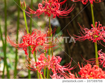 Beautiful cluster spider lilies blooming gorgeously, an autumn tradition 107389708