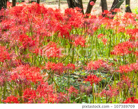 Beautiful cluster spider lilies blooming gorgeously, an autumn tradition Beautiful cluster spider lilies blooming gorgeously, an autumn tradition 107389709