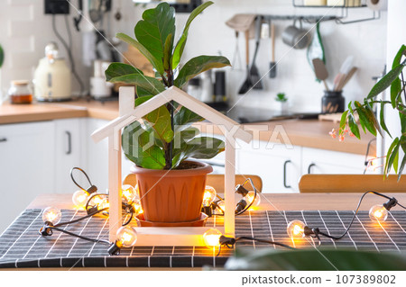 Ficus lirata in a pot in the interior of the house in the kitchen, illuminated by garland lamps. Potted plant in a green house 107389802