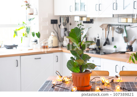 Ficus lirata in a pot in the interior of the house in the kitchen, illuminated by garland lamps. Potted plant in a green house Ficus lirata in a pot in the interior of the house in the kitchen, illuminated by garland lamps. Potted plant in a green house 107389821