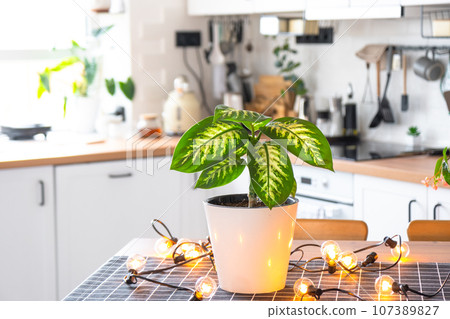 Dieffenbachia  in a pot in the interior of the house in the kitchen, illuminated by garland lamps. Potted plant in a green house 107389827