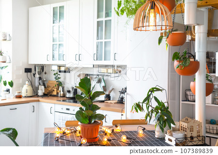 Ficus lirata in a pot in the interior of the house in the kitchen, illuminated by garland lamps. Potted plant in a green house 107389839