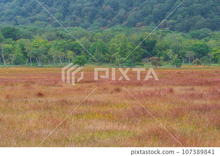 Autumn leaves of Ozegahara 107389841