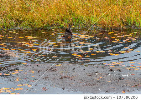 Autumn leaves and pond sugar in Ozegahara 107390200
