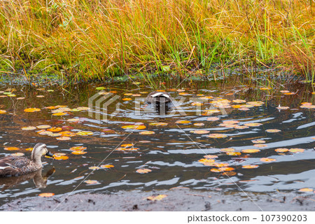 Autumn leaves and pond sugar in Ozegahara 107390203