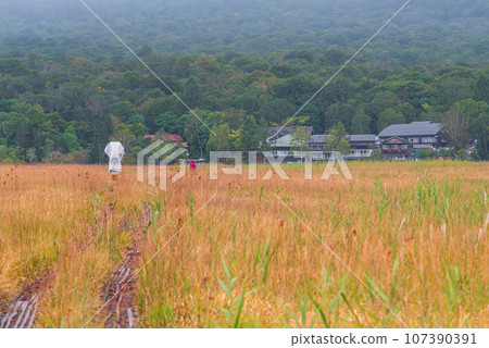 Autumn leaves of Ozegahara Autumn leaves of Ozegahara 107390391