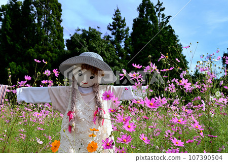 Toyono Cosmos Village Scarecrow and Autumn Cherry Blossoms Toyono Cosmos Village Scarecrow and Autumn Cherry Blossoms 107390504