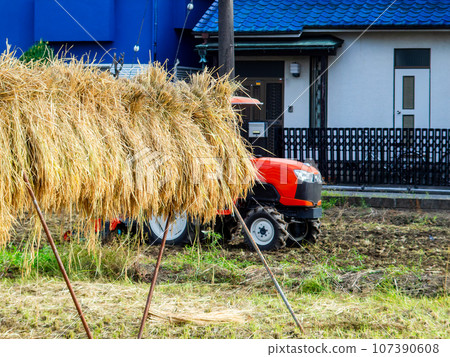 東京都市農田的收割場景：米被掛起來曬乾 107390608