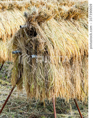 Harvest scene on urban farmland in Tokyo: Rice being hung to dry 107390609