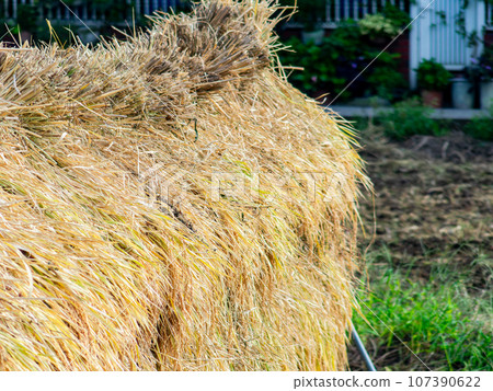 Harvest scene on urban farmland in Tokyo: Rice being hung to dry 107390622