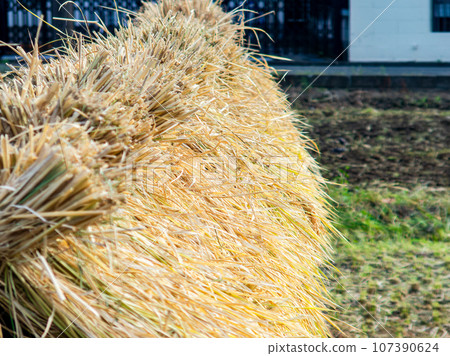 Harvest scene on urban farmland in Tokyo: Rice being hung to dry 107390624