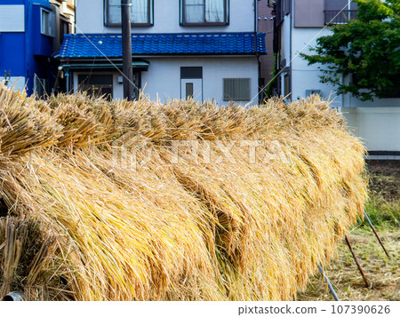Harvest scene on urban farmland in Tokyo: Rice being hung to dry 107390626