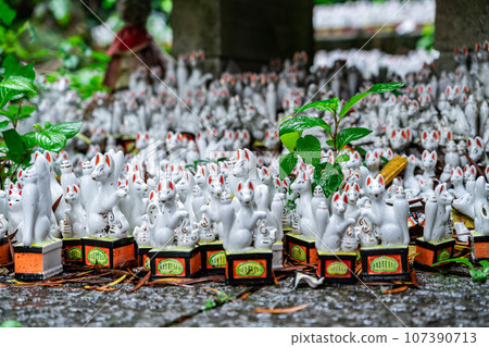 [Kanagawa Prefecture] Sasuke Inari Shrine in Kamakura, famous for its many white foxes 107390713