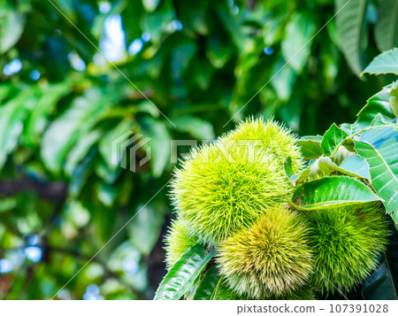 Autumn taste: delicious-looking chestnuts ripening abundantly Autumn taste: delicious-looking chestnuts ripening abundantly 107391028