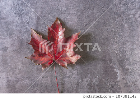 One wet red maple leaf on the gray textured background One wet red maple leaf on the gray textured background 107391142