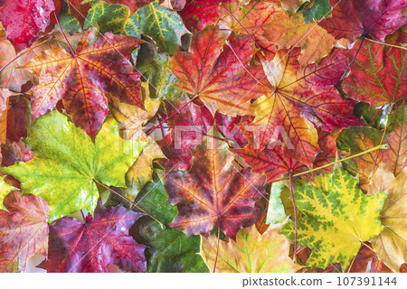 Multicolored background of wet red, yellow, green, orange maple leaves Multicolored background of wet red, yellow, green, orange maple leaves 107391144