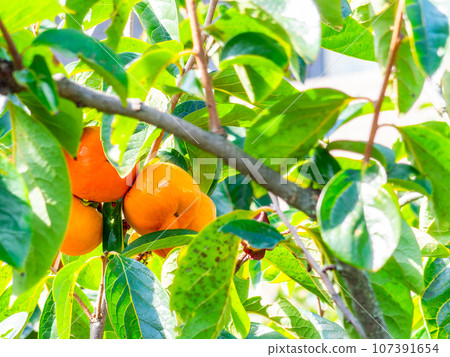 秋天的味道：看起來美味的柿子開始變色 107391654