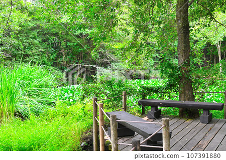 View of Hakone Wetland Flower Garden View of Hakone Wetland Flower Garden 107391880