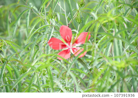 Red maple hyacinth flowers blooming in early autumn 107391936
