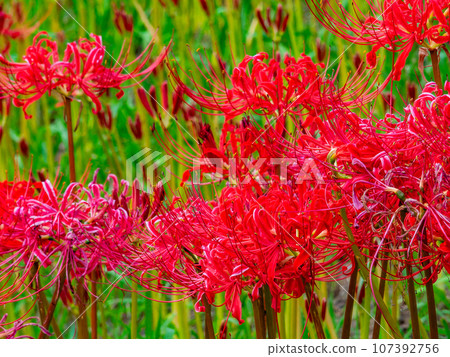 Autumn tradition: cluster amaryllis blooming on the banks Autumn tradition: cluster amaryllis blooming on the banks 107392756
