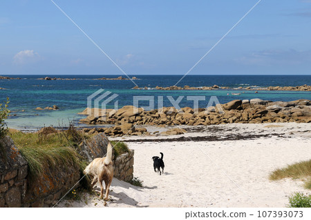 Little beach at Ty Garde in Plouescat 107393073