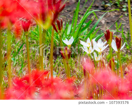 美麗的秋景:鮮紅的孤挺花與純白的番紅花 美麗的秋景:鮮紅的孤挺花與純白的番紅花 107393576