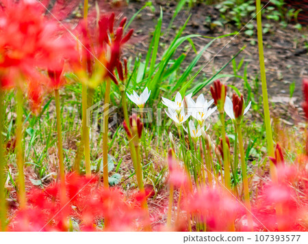 美麗的秋景:鮮紅的孤挺花與純白的番紅花 美麗的秋景:鮮紅的孤挺花與純白的番紅花 107393577