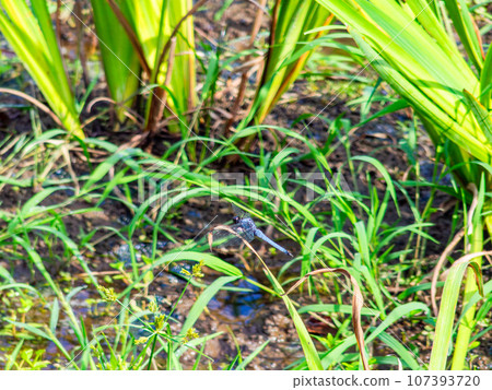 一隻蜻蜓在秋天的鳶尾花中休息它的翅膀 一隻蜻蜓在秋天的鳶尾花中休息它的翅膀 107393720