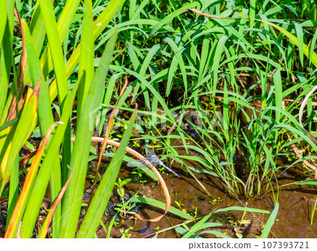 一隻蜻蜓在秋天的鳶尾花中休息它的翅膀 一隻蜻蜓在秋天的鳶尾花中休息它的翅膀 107393721