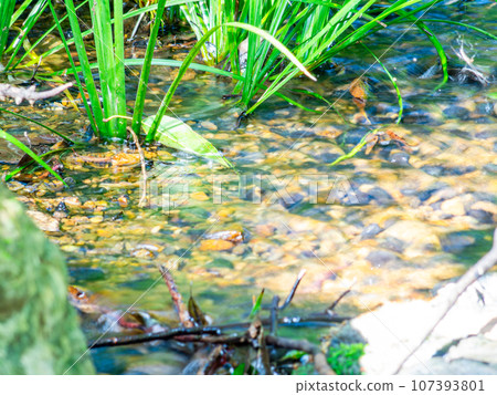 清爽的夏日風景-用慢快門捕捉清澈的泉水 清爽的夏日風景-用慢快門捕捉清澈的泉水 107393801