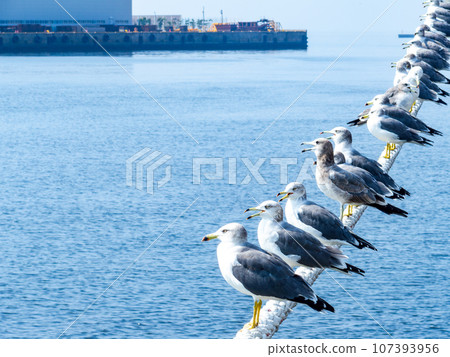 早晨的港口景觀：海鷗棲息在魚叉上 107393956