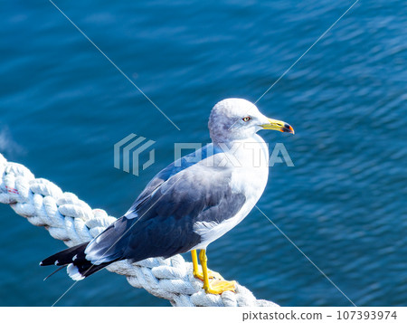 Morning view of the harbor: seagulls perched on the harpoon Morning view of the harbor: seagulls perched on the harpoon 107393974