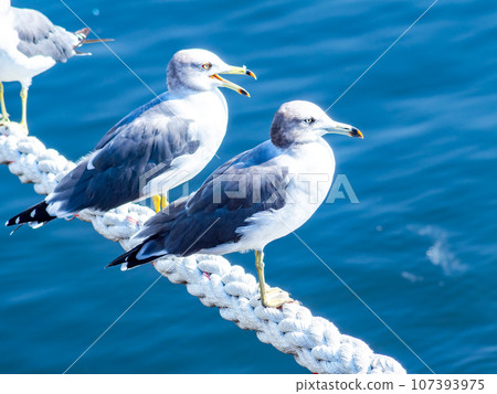 Morning view of the harbor: seagulls perched on the harpoon Morning view of the harbor: seagulls perched on the harpoon 107393975