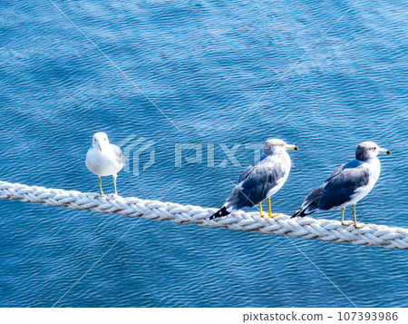 早晨的港口景觀：海鷗棲息在魚叉上 107393986