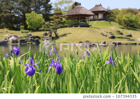 Scenery of blooming irises in Obata, Kanra District, Gunma Prefecture 107394335