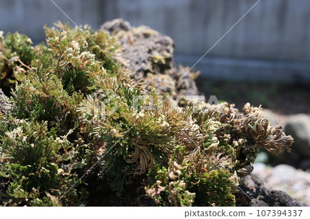 Selaginella cultivated on the roadside in Obata, Kanra District, Gunma Prefecture Selaginella cultivated on the roadside in Obata, Kanra District, Gunma Prefecture 107394337