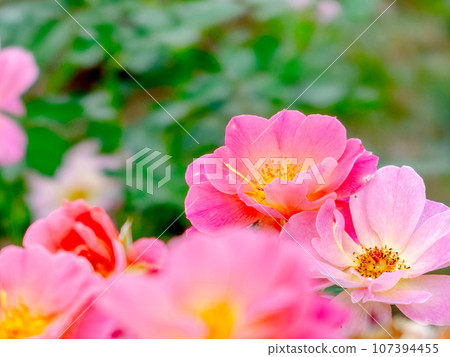Colorful and beautiful autumn roses that have begun to bloom 107394455