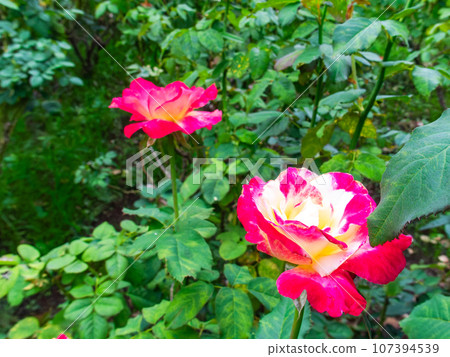 Colorful and beautiful autumn roses that have begun to bloom Colorful and beautiful autumn roses that have begun to bloom 107394539