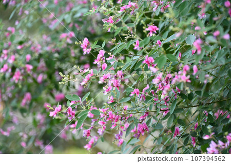 萩花 107394562