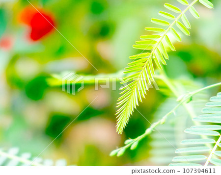 夜樹的嫩葉柔軟美麗 107394611