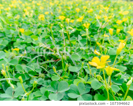 Carpet of cute oxalis yellow flowers Carpet of cute oxalis yellow flowers 107394662