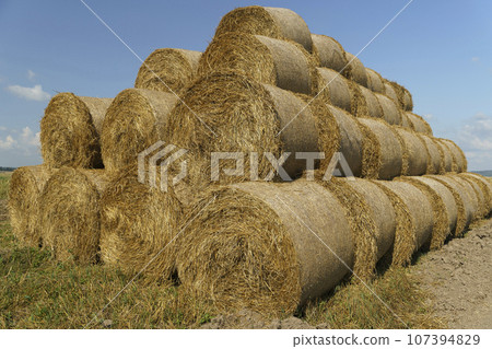 Harvest straw and hay on agricultural field in summer. Rural landscape with hay and straw. 107394829