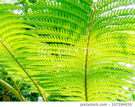 Beautiful pattern of young leaves of Hego 107394850